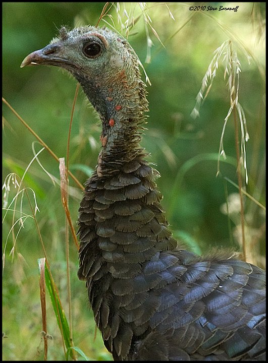 _0SB4765 wild turkey profile.jpg